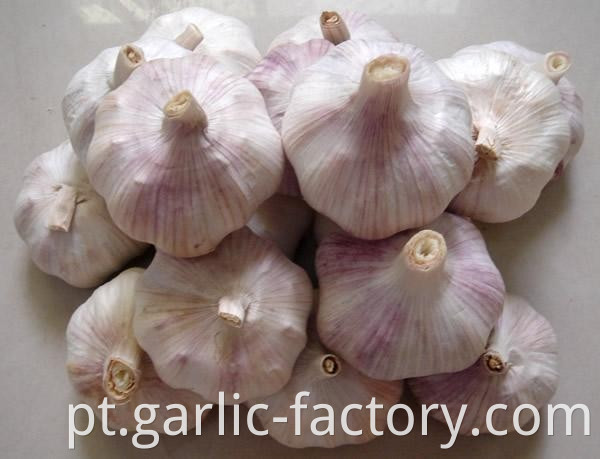 New crop fresh natural normal white garlic